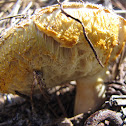 Bolete?