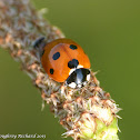 Seven-spotted lady beetle