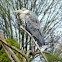 blue heron