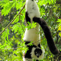 Black and White Ruffed Lemur