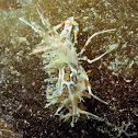 Tiger Shrimp
