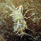 Tiger Shrimp