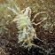 Tiger Shrimp