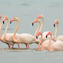 Flamingo Birds