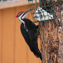 Pileated Woodpecker