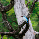 Woodland Kingfisher