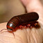 Red-banded millipede