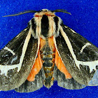 Grammia figurata