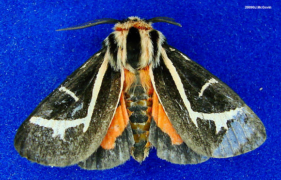 Spotting Image 1