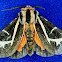 Grammia figurata