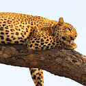 Leopard