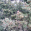 Pine tree