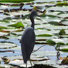 Little Blue Heron