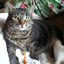 Domestic shorthair