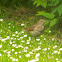 Song Thrush