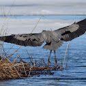 Great Blue Heron