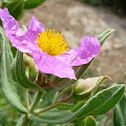 Jara blanca