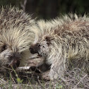 Porcupine