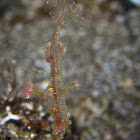Ghost Pipefish