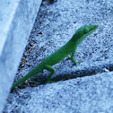 Green Anole