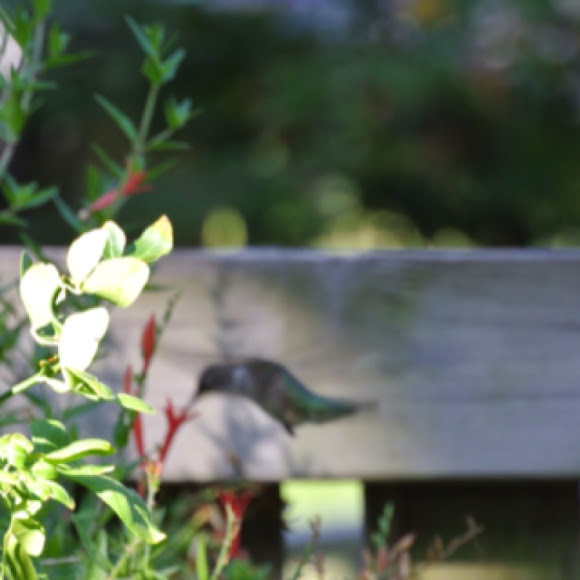 Spotting Image 1