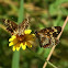 Theona Checkerspot