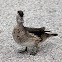 Wood Duck