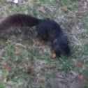 Grey squirrel  