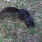 Grey squirrel  