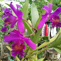 Catleya Orchid