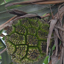 Pandanus