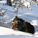 American Bison