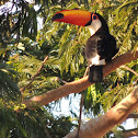 Toco Toucan