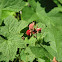 Thimbleberry