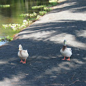 Hybridized Mallard