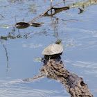 Red-eared slider turtle
