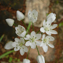 Neapolitan Garlic