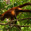 Geoffroy's Spider Monkey