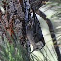 White-Breasted Nuthatch