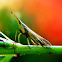 Dictyopharid Planthopper
