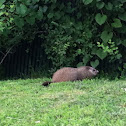 Groundhog