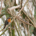 European Robin
