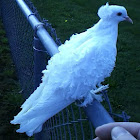 Frillback pigeon