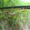 Longjawed Orbweavers