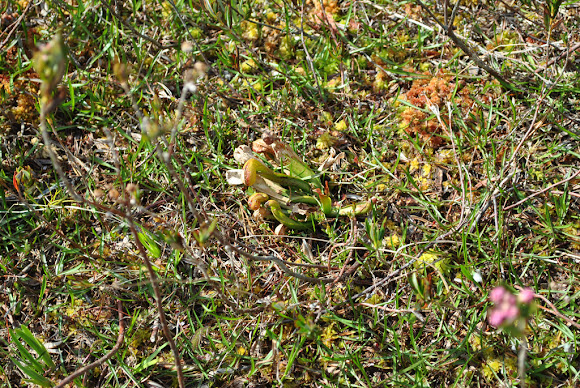 Spotting Image 1