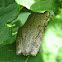 Cuban Treefrog