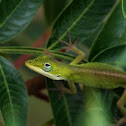 Carolina Anole