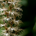 The Completely Hairy Habenaria