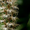 The Completely Hairy Habenaria