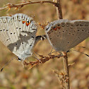 Eastern tailed blue